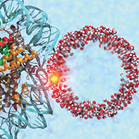 shock_wave_nucleosome2.png